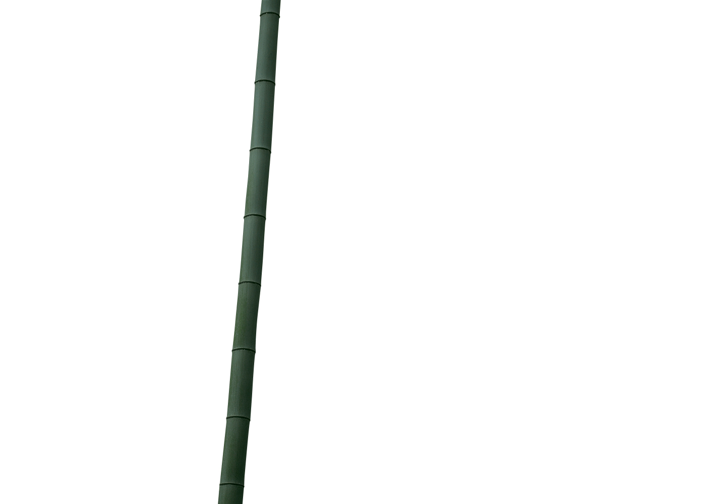竹